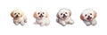 Cute ultra realistic bichon frise lying on back. Vector illustration design