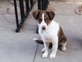 Cute unleashed red Australian Shepherd puppy with copper and white trim