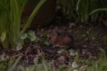 Cute Ural field mouse in the forest looking for food