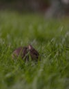 Cute Ural field mouse in the forest looking for food, vertical