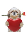 Cute Valentine dog in glasses with heart