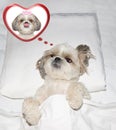 Cute valentine dog laying in bed