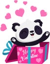 Cute Valentine Panda Bear Cartoon Character Exit From Gift Box With Pink Hearts Royalty Free Stock Photo