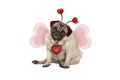 Cute Valentine`s day pug puppy dog, sitting down, wearing hearts diadem and heart shaped wings Royalty Free Stock Photo