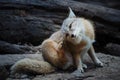 The Fox (Cute valpes corsac)