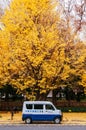 Cute van car under autumn yellow ginkgo tree - Jingu gaien avanue