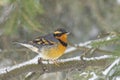 Cute varied thrush in snowy branch