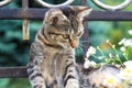 Cute variegated striped city little kitty, close-up Royalty Free Stock Photo