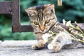 Cute variegated striped city little kitty, close-up Royalty Free Stock Photo