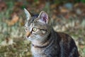 cute variegated striped city little kitty, close-up Royalty Free Stock Photo