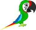 Cute Vector cartoon green Military Macaw ara parrot