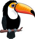 Cute Vector cartoon Toco toucan sticker Royalty Free Stock Photo