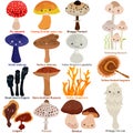 Cute vector of fungi mushroom with smily happy face. Colorful set of doodle illustration isolated on white background