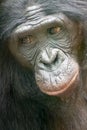 Cute vertical portrait and closeup of a bonobo monkey looking down