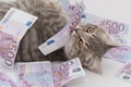 A cute and very funny kitten lies on the money, holding 500 euros in its mouth. The idea is a bully, a mischievous