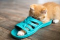 Cute very cute ginger kitten playing with shoes.