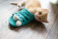 Cute very cute ginger kitten playing with shoes.
