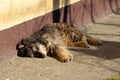 Cute very tired and sleepy old mixed breed family dog calmly resting on concrete path near family house wall