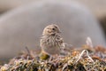 Cute vesper sparrow (Pooecetes gramineus) standing in the grasses in closeup Royalty Free Stock Photo