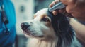 A cute veterinarian examines the dog, takes the temperature and takes tests at the clinic for diseases.