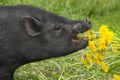 cute vietnamese pig eating dangeliond Royalty Free Stock Photo