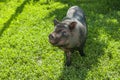 Cute vietnamese pig on a green pasture Royalty Free Stock Photo