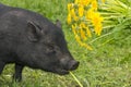 A cute vietnamese pig Royalty Free Stock Photo