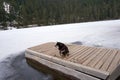 Cute view of a black sheppherd dog sitting on the wooden planks on a leash on a winter day