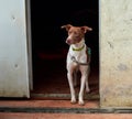 Cute view of a brown and white dog standing on the ground in front of the stairs