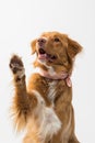 Cute view of a golden retriever jumping up on a white background