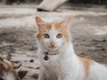 cute village cat from Indonesia Royalty Free Stock Photo