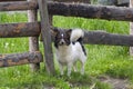 Cute village dog at the fence