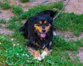 Cute village dog pooch, on the chain, guards the yard