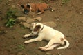 Cute village puppy that looks after the rice fields