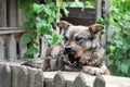 Cute village watchdog