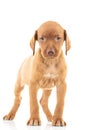 Cute viszla puppy dog standing Royalty Free Stock Photo