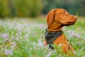 Cute vizsla puppy outdoors portrait in a meadow full of flowers.