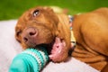 Cute vizsla puppy playing with teeth cleaning chew toy for dogs. Plaque removal, healthy dog teeth concept. Dental hygiene. Royalty Free Stock Photo