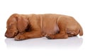 Cute vizsla puppy sleeping