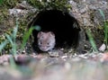 Vole In A Wall Royalty Free Stock Photo