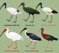 Cute wading bird vector illustration set, Australian white ibis, Hadada, African sacred, American white, Straw-necked, Glossy Ibis Royalty Free Stock Photo