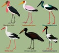 Cute wading bird vector illustration set, Black-necked stork, Yellow-billed, Saddle-billed, African openbill, Marabou, White stork Royalty Free Stock Photo