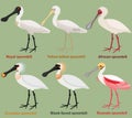 Cute wading bird vector illustration set, Royal Spoonbill, Yellow-billed, African, Eurasian, Black-faced, Roseate spoonbill