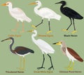 Cute wading bird vector illustration set, Tricolored, Black, Chinese pond heron. Chinese, Great White, Cattle egret Royalty Free Stock Photo