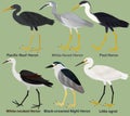 Cute wading bird vector illustration set, White-faced Heron, White-necked, Pied, Pacific Reef Heron, Black-crowned Night Heron,