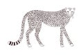 Cute walking cheetah hand drawn illustration. Royalty Free Stock Photo