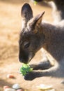 Cute wallaby eating a piece of broccoli
