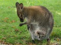 Cute Wallaby (Macropodidae) standing in a fresh grass field