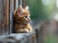 Cute wallpaper with curious kittens with blurred background and bokeh effects, wallpaper with cat kittens and radiant light,