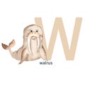 Letter W, walrus, cute kids animal ABC alphabet. Watercolor illustration isolated on white background. Can be used for